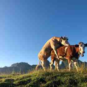 Zwei junge Bullen vergnügen sich in der Morgensonne. Brokeback Mountain oder Gurnigel? Foto © Bernd Nies